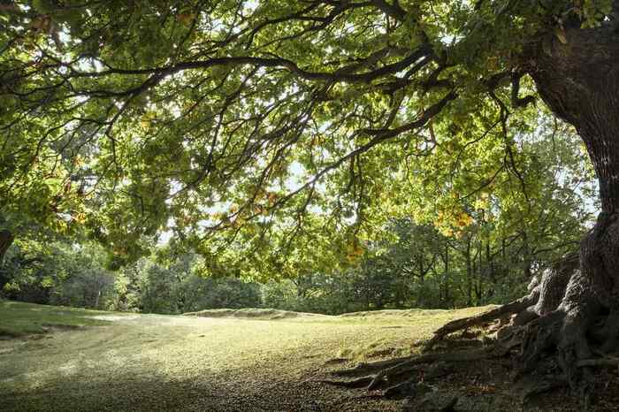 Epping Forest in Loughton 